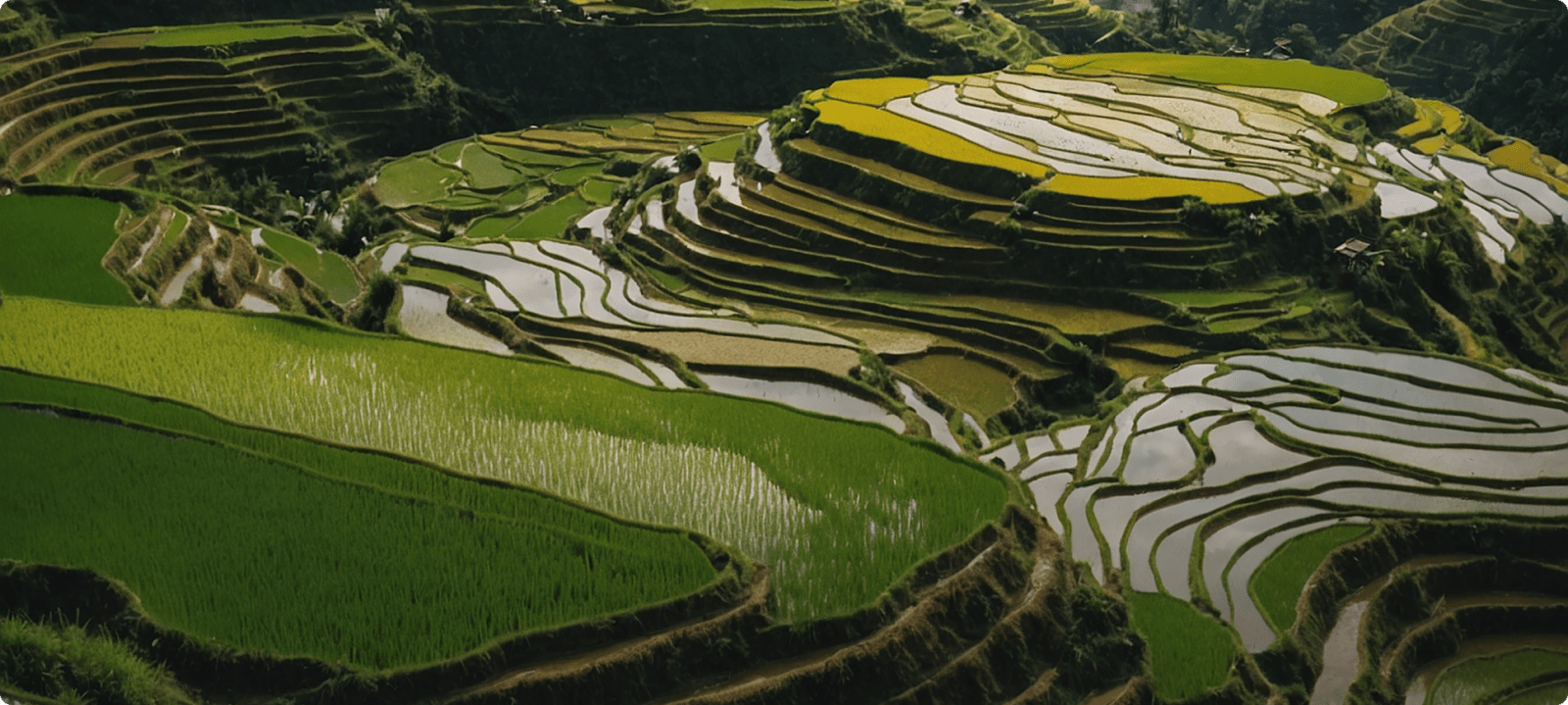 Tegallalang Rice Terraces