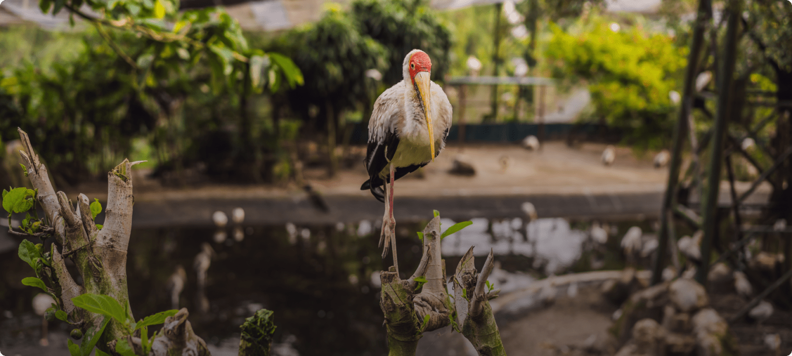 Bali Bird Park
